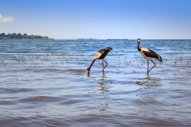 Male and female saddle-billed stork (Ephippiorhynchus senegalensis) eating a fish on the shore of Lake Victoria, Entebbe, Uganda, Africa stock photo