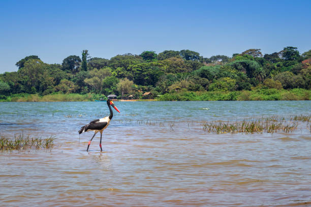 cicogna dal becco a sella maschile e femmina (ephippiorhynchus senegalensis) che mangia un pesce sulla riva del lago vittoria, entebbe, uganda, africa - animal beak bird wading foto e immagini stock