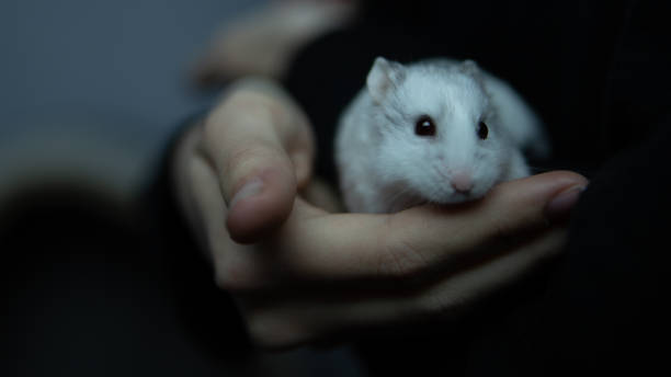 RoboHamster-Fastest on Earth Roborovski Dwarf Hamster roborovski hamster stock pictures, royalty-free photos & images