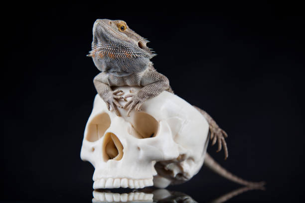 인간의 두개골, 아가마 수염, 도마뱀 배경 - 이국적 동물 뉴스 사진 이미지