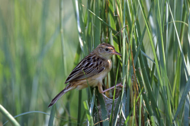 Fan-tailed Warbler builds a nest with cobwebs