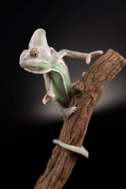 istock Green chameleon on the root, lizard, black background 1194875712