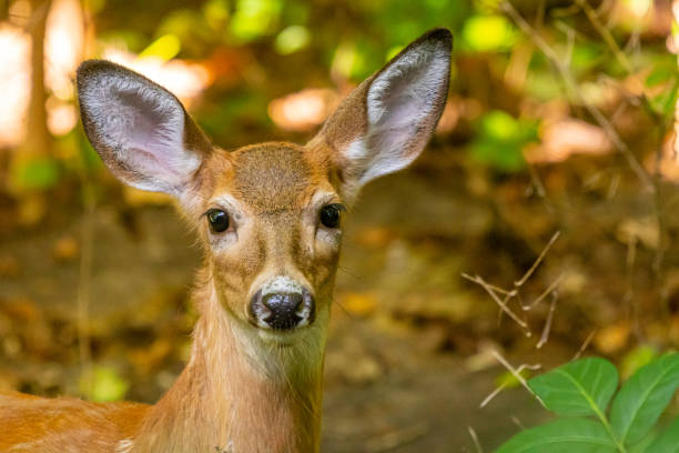 istock White-tailed deer fawn closeup 1194875857
