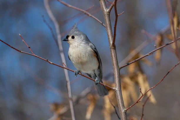 istock Tufted titmouse perching on a branch in winter 1194876126
