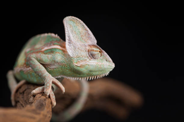 istock Green chameleon on the root, lizard, black background 1194876172