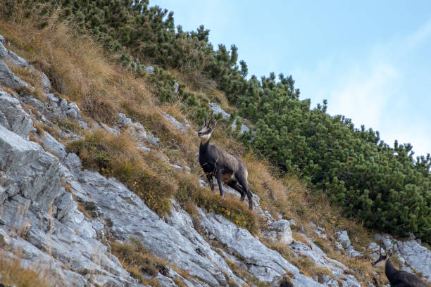 istock Chamois standing on a steep slope 1194876307