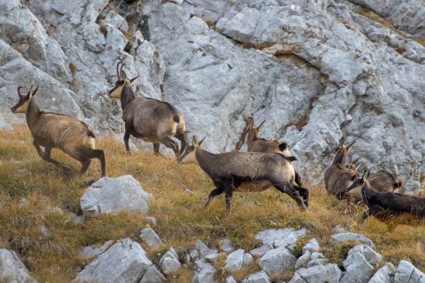 istock A herd of chamoises running in mountains close up 1194876391
