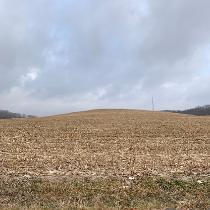 Hilly cornfield in winter