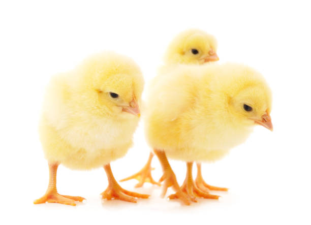 tre piccoli polli. - chicken friendship three animals color image foto e immagini stock