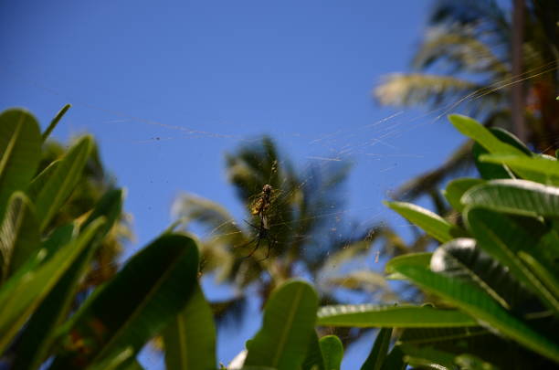 The view of a spider and the blue sky in Zanzibar