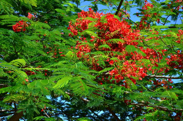 istock Red flowers in tropical garden 1194877445