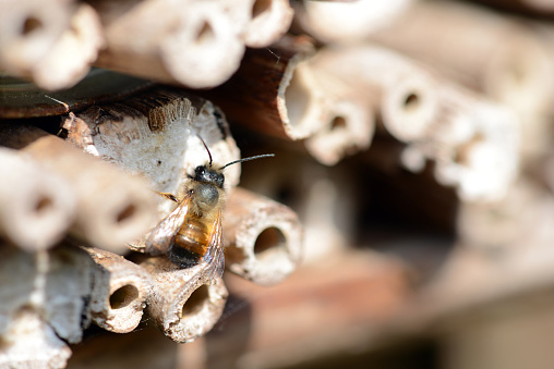 wild solitary bees (Osmia bicornis) on insect hotel. Springtime