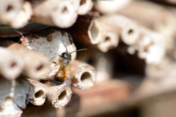 wild solitary bees on insect hotel. stock photo