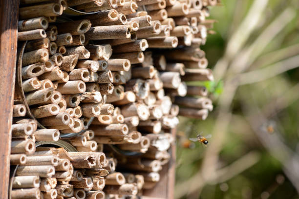 istock wild solitary bees on insect hotel. 1194879483