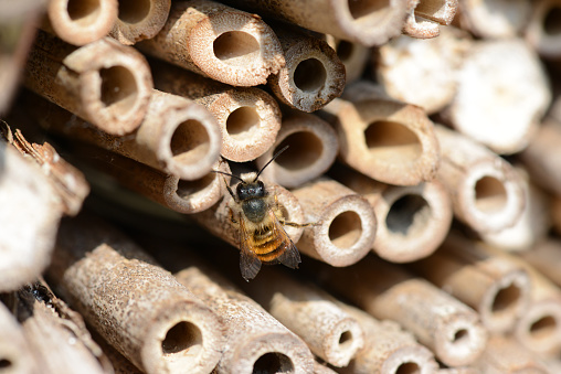 wild solitary bees on insect hotel.