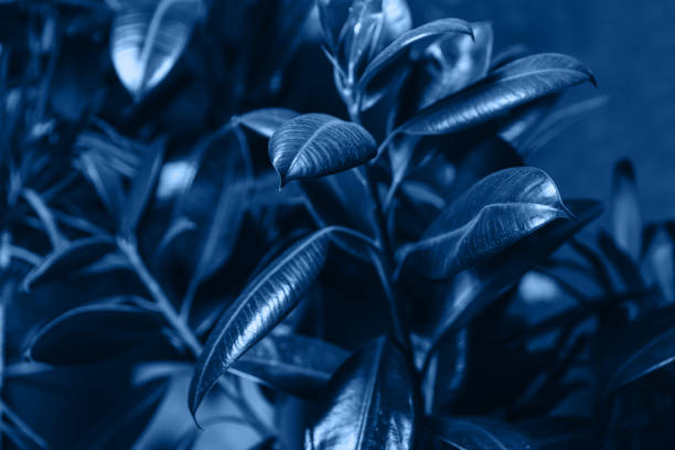 The aspidistra leaves in a classic blue color.The main color of the Year 2020.