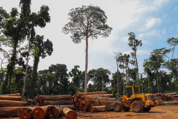 carregador de rodas que arranja pilhas dos registros de madeira nativos extraídos da região brasileira da floresta húmida de amazon em um stockyard - lumber industry deforestation wood industry - fotografias e filmes do acervo