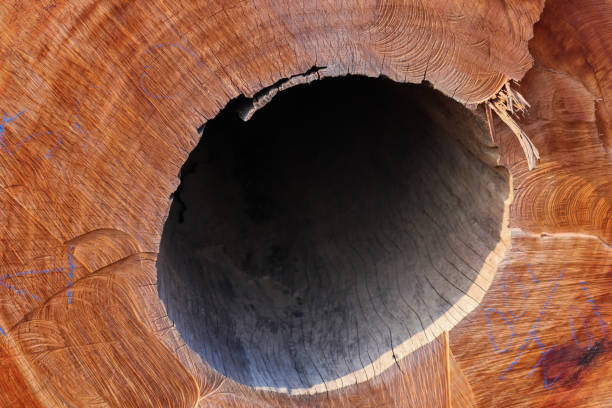 Texture of a face of a tree trunk right after being cut using a chainsaw, with a hollow part in the center.