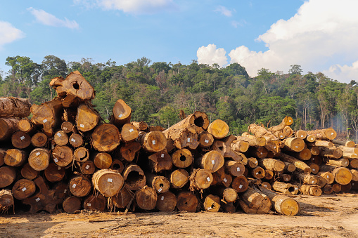 Stockyard with piles of native wood logs extracted from a brazilian Amazon rainforest region, seen in the background.