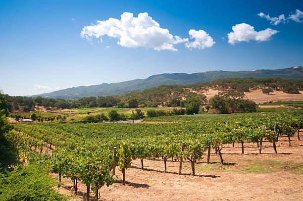 istock Vineyard in Napa, California 119488104