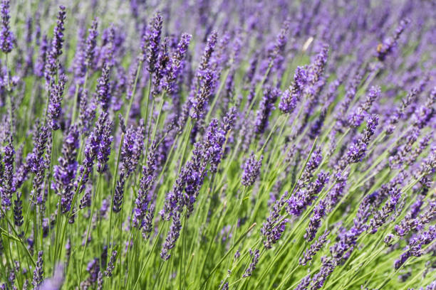 istock Infinite lavender fields, with purple and violet flowers. Closeup 1194881587