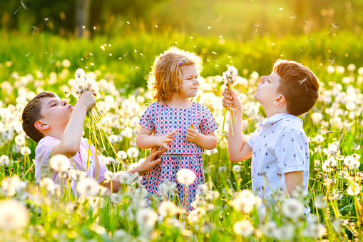 Two kids boys and little baby girl blowing on a dandelion flowers on the nature in the summer. Happy healthy toddler and school children with blowballs, having fun. Family of three love, together.