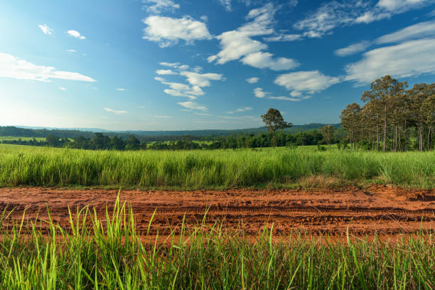 istock Dirt roadside view with the meadow 1194883239
