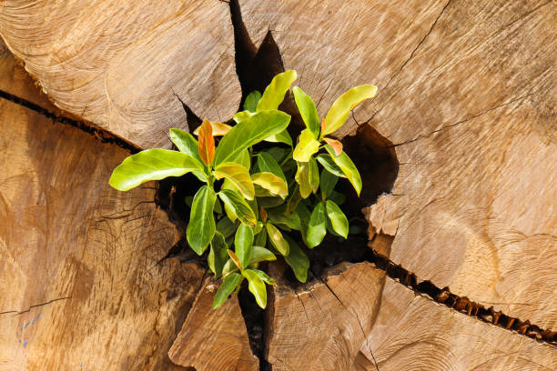 istock Sprout of a tree sprouting on its trunk after cutting for lumber production. 1194883290
