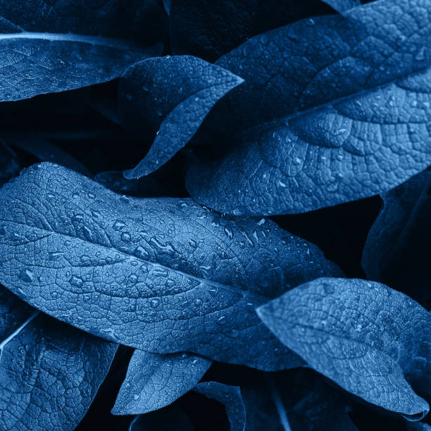 istock Leaf with water drops. Textured abstract background. Color of 2020 year. 1194884542