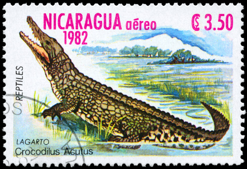 American Crocodile Crocodilus Acutus in a marsh - See lightbox for more