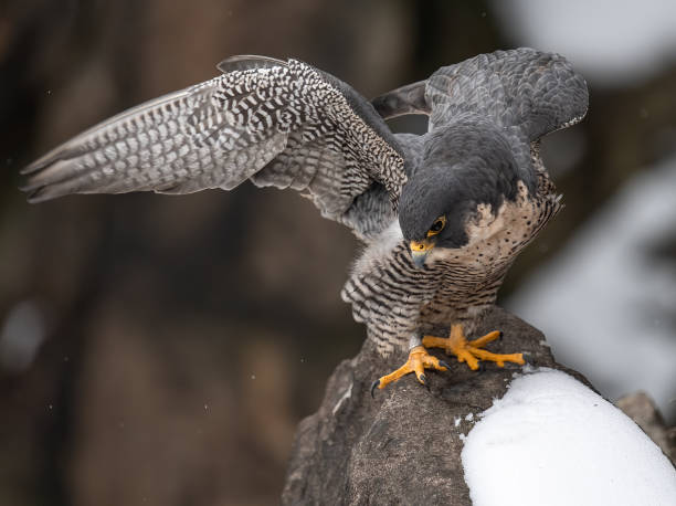 istock Peregrine Falcon 1194885787