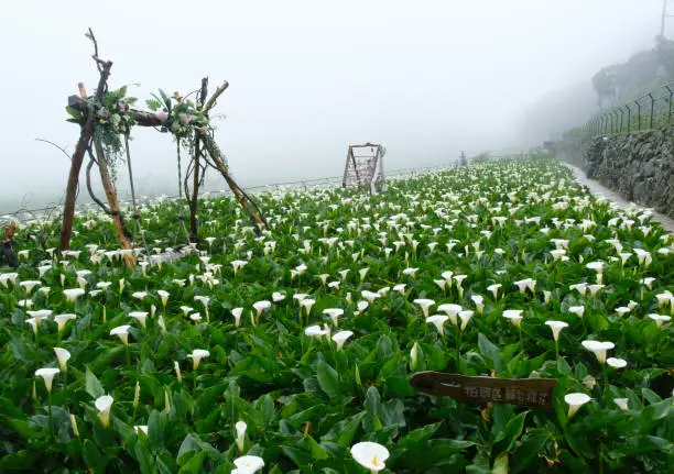 Callalily flower at Yangmingshan National Park at Zhuzihu Taiwan.