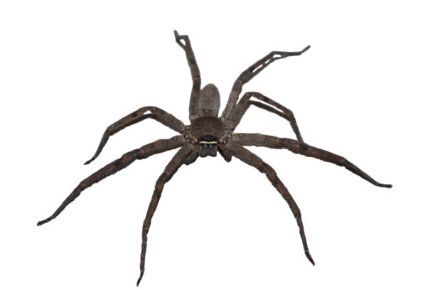 istock Thai golden spider with brown color on white background 1194886910