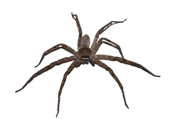 istock Thai golden spider with brown color on white background 1194886914