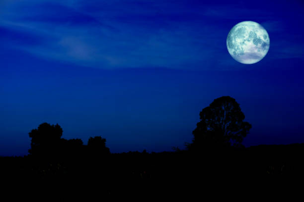 istock wolf moon back on silhouette mountain hill and night sky 1194887120