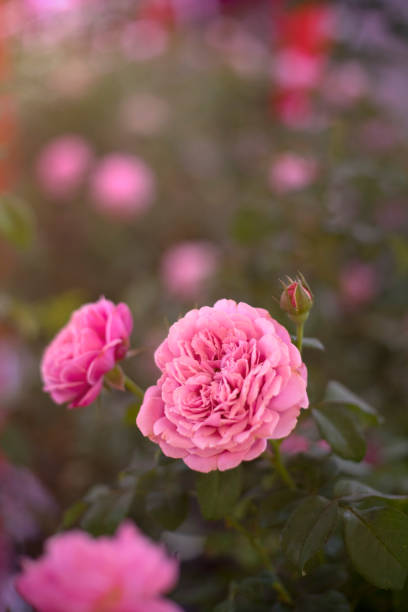 istock Pink rose flower in plastic wrap as valentine background 1194891327