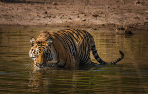istock Beautiful tiger drinking water from a puddle 1194892064