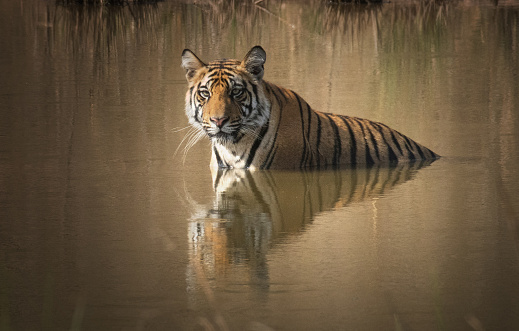 Tiger relaxing in the pool of water