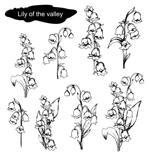 hand-drawn set with Lily of the valley flowers, primroses flowers. realistic doodling in black, white. Botanical elements for decoration, decor, presentation, Wallpaper. Spring set with Lily of the valley flowers. hand-drawn realistic doodling. Botanical vector illustration isolated on white background. flowers, primroses, monochrome color. lily of the valley garden stock illustrations