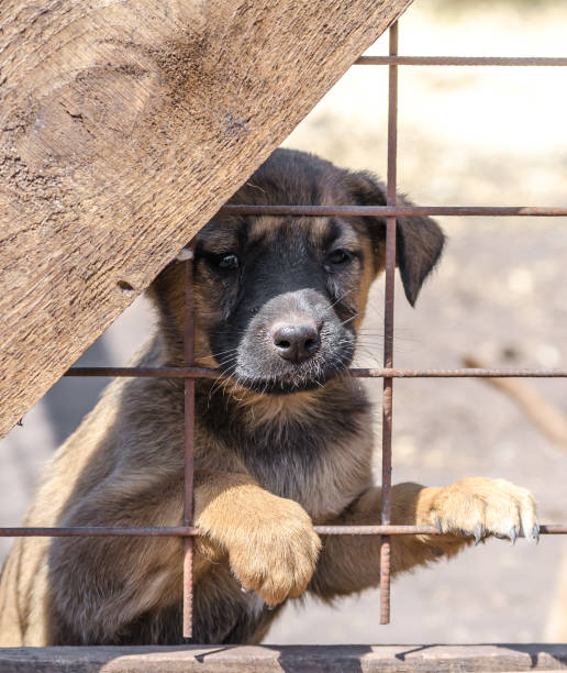 istock purebred puppy behind bars in a shelter 1194893364