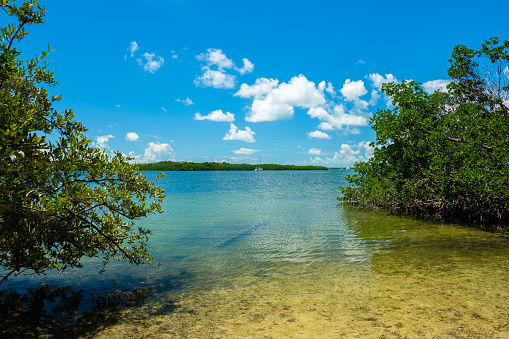 Scenic view of the popular Florida Keys with mangrove trees along the bay.