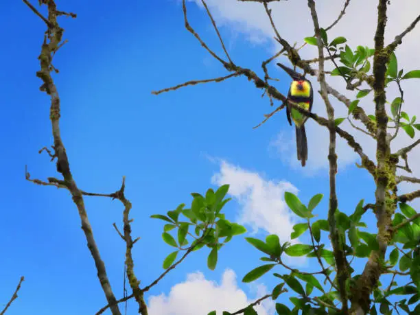 Fiery-billed Aracari Toucan perched in a tree.