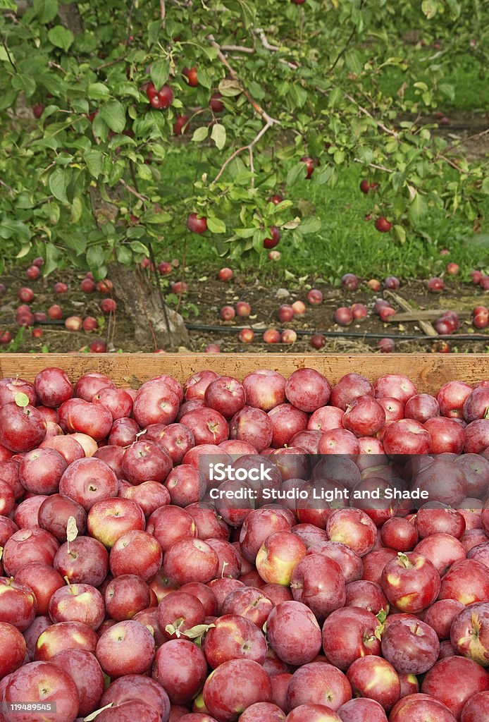 Frisch gepflückte roten Äpfel in einem hölzernen box - Lizenzfrei Agrarbetrieb Stock-Foto