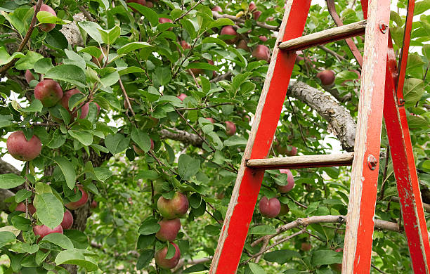 istock Red ladder in apple orchard 119489553