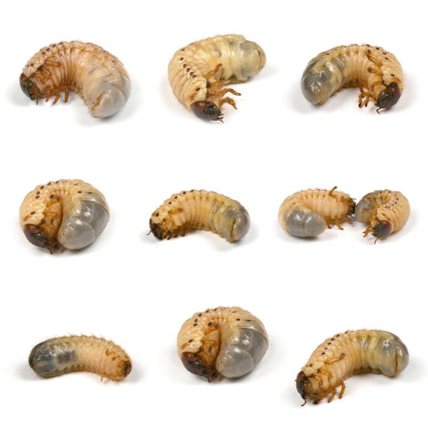 istock Nine larvas of a rhinoceros beetle (Oryctes nasicornis) 1194895573
