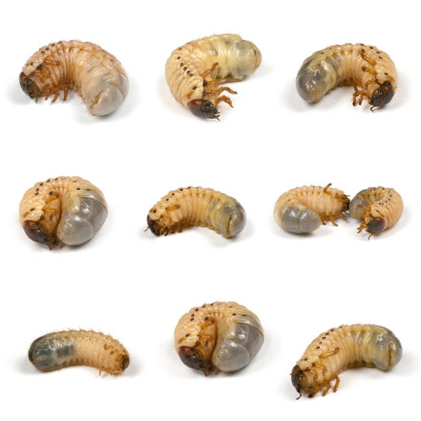 nine larvas of a rhinoceros beetle (oryctes nasicornis) - nasicornis imagens e fotografias de stock