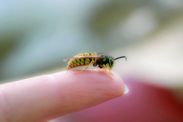 위험한 곤충 말벌은 여름 정원에서 날카로운 바늘로 남자의 손가락을 찌르다 - small bee 뉴스 사진 이미지