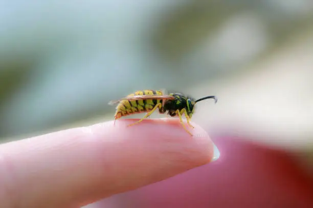 Photo of dangerous insect wasp stings a man's finger with a sharp needle in a summer garden