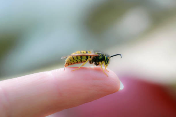 dangerous insect wasp stings a man's finger with a sharp needle in a summer garden - stinging imagens e fotografias de stock