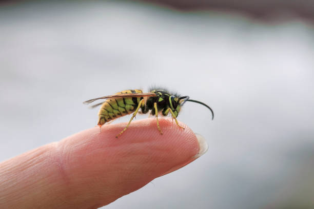 istock dangerous insect wasp stings a man's finger with a sharp needle in a summer garden 1194895871